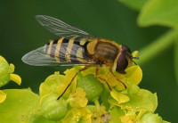 Syrphus-ribesii